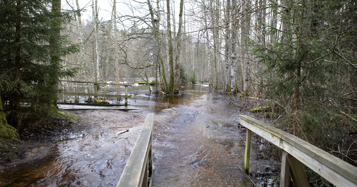 En översvämmad träbro över en bäck i en skog.