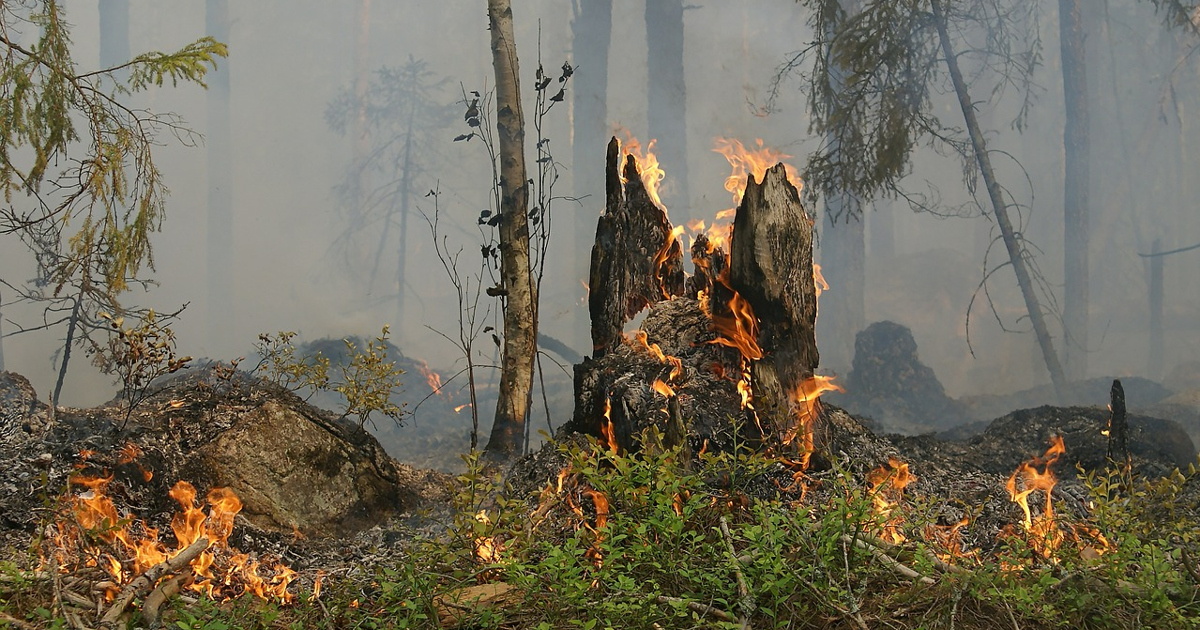 En skog fylld med massor av brända träd.
